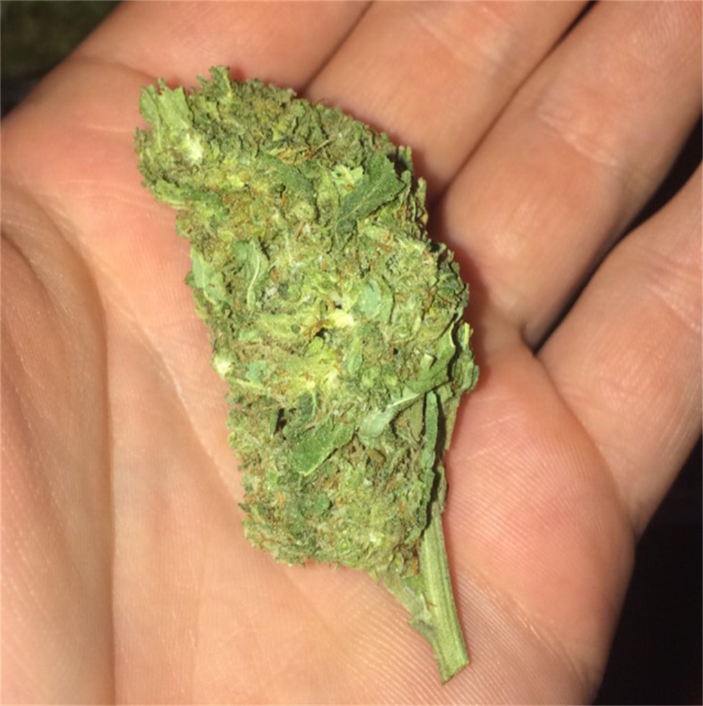 Photos Of Trainwreck Weed Strain Buds | Leafly