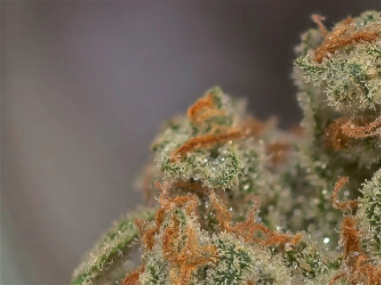 Photos of Trainwreck Weed Strain Buds | Leafly