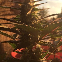 User uploaded image of Trash