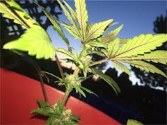 User uploaded image of Trash