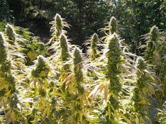 User uploaded image of Tree of Life