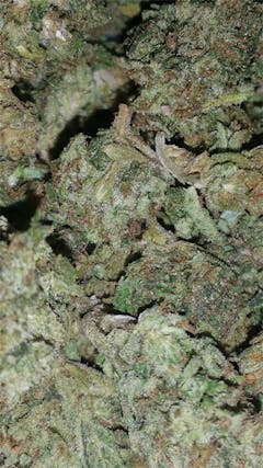 User uploaded image of Triangle Kush