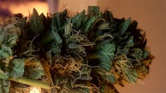 User uploaded image of Triangle Kush