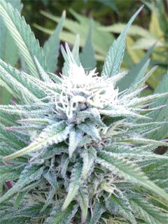 User uploaded image of Trinity