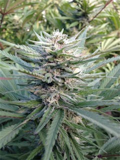 User uploaded image of Trinity