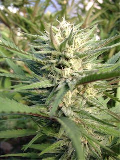 User uploaded image of Trinity