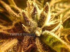 User uploaded image of Triple Diesel