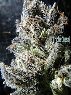 User uploaded image of Triple Diesel