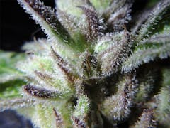 User uploaded image of Triple Diesel