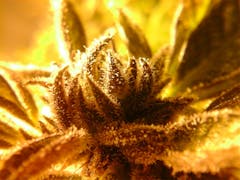 User uploaded image of Triple Diesel