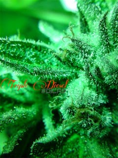 User uploaded image of Triple Diesel