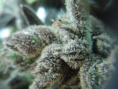 User uploaded image of Triple Diesel