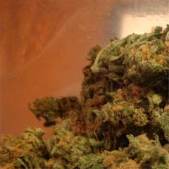User uploaded image of Gold Dawg