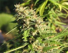 User uploaded image of Gold Dawg