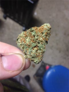 User uploaded image of Gold Dawg