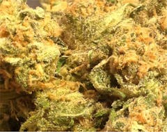 User uploaded image of Gold Dawg