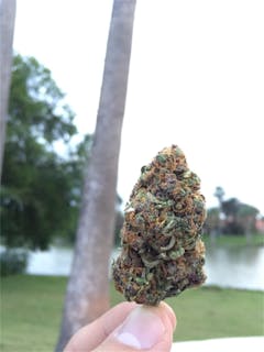 User uploaded image of Gold Dawg