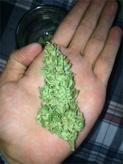 User uploaded image of Tropical Tang