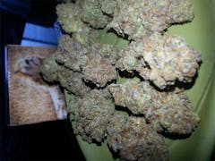 User uploaded image of Tropical Tang