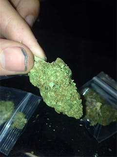 User uploaded image of Tropicali