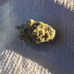 User uploaded image of Tropicali