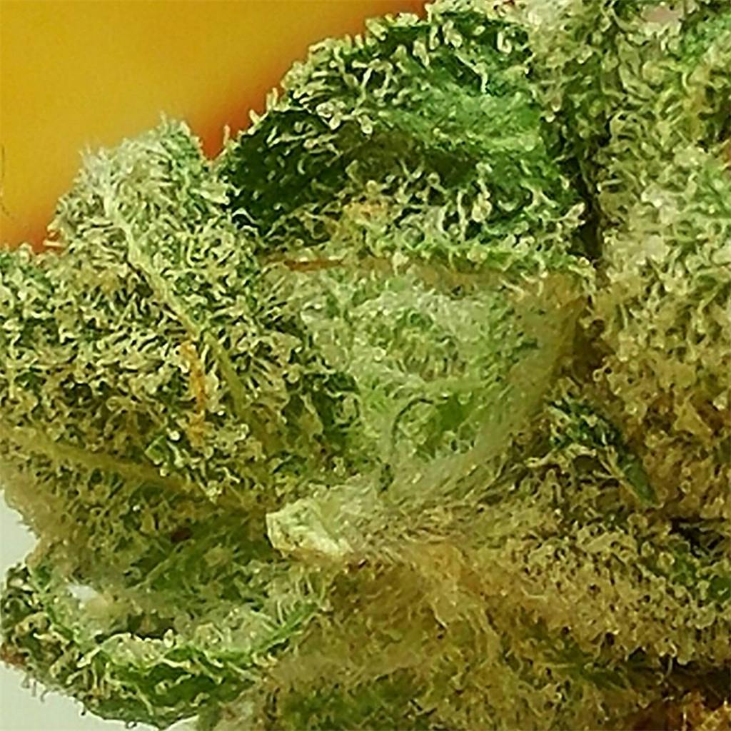 Tuna Kush Weed Strain Information Leafly