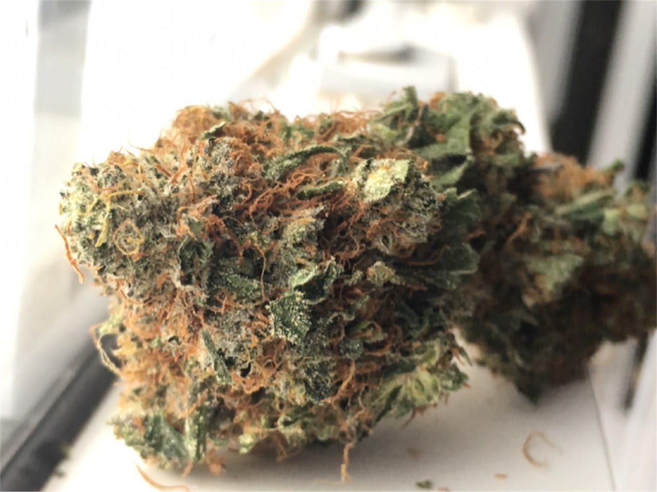 Tuna Kush Weed Strain Information Leafly