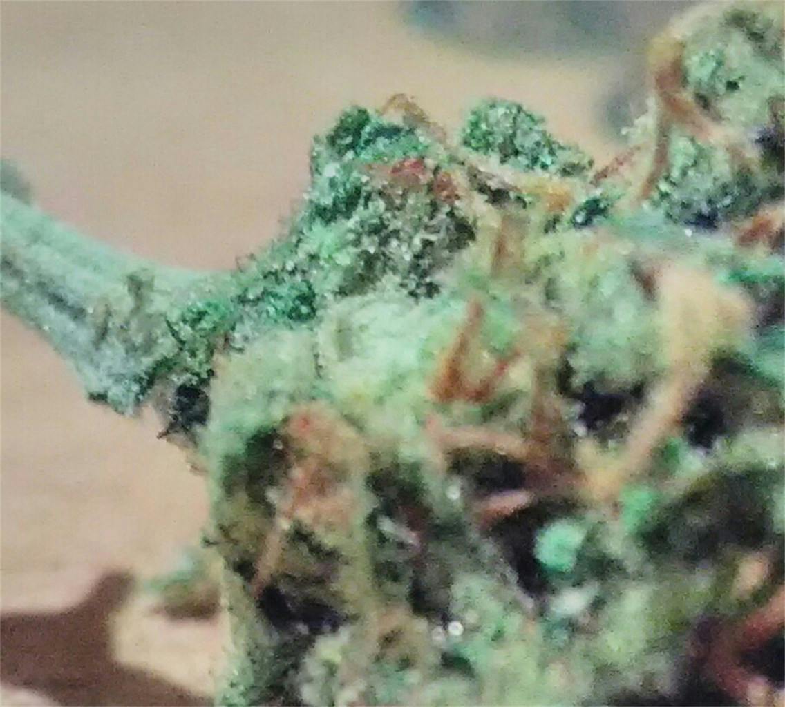 Tuna Kush Weed Strain Information Leafly