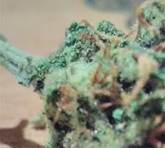 User uploaded image of Tuna Kush