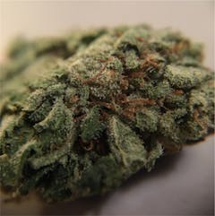 User uploaded image of Tuna Kush