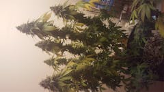 User uploaded image of Turbo Mind Warp