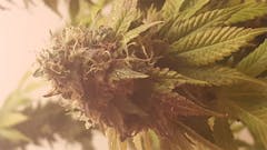 User uploaded image of Turbo Mind Warp