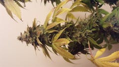 User uploaded image of Turbo Mind Warp