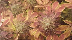 User uploaded image of Turbo Mind Warp