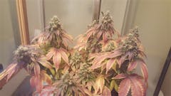 User uploaded image of Turbo Mind Warp