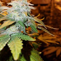 User uploaded image of King Tut