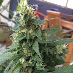 User uploaded image of King Tut