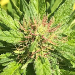 User uploaded image of King Tut