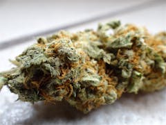 User uploaded image of Twisted Citrus