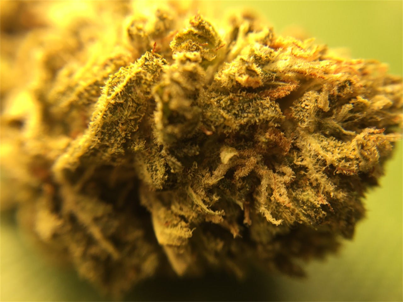 Twisted Citrus Weed Strain Information | Leafly