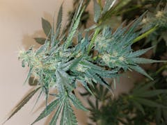 User uploaded image of UK Cheese