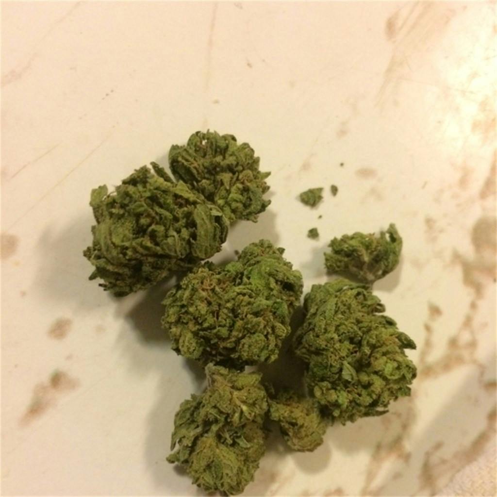 Photos of UK Cheese Weed Strain Buds Leafly