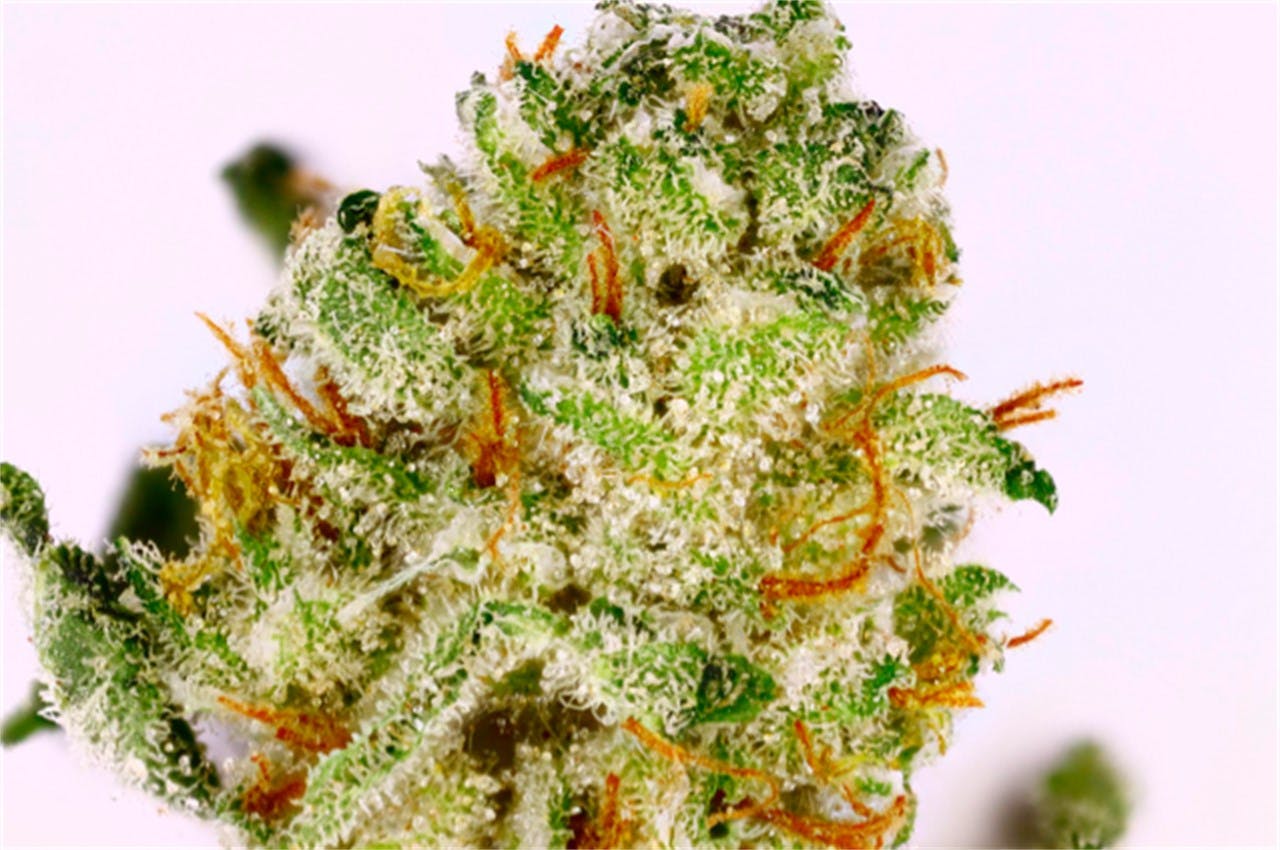 Photos of UK Cheese Weed Strain Buds Leafly