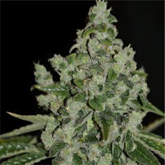 User uploaded image of Ultra Sour