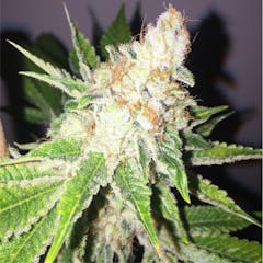User uploaded image of Ultra Sour