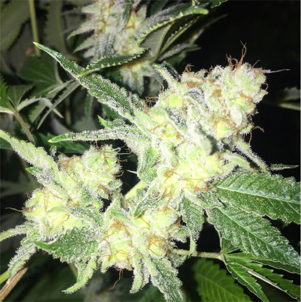 Ultra Sour Weed Strain Information Leafly