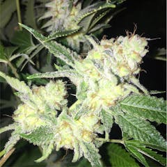 User uploaded image of Ultra Sour