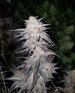 User uploaded image of UltraViolet OG