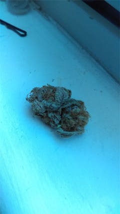 User uploaded image of Urkle Train Haze