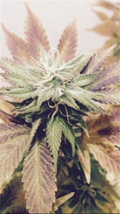 User uploaded image of UW Purple